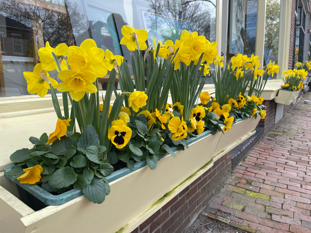 Daffodil Festival on Nantucket Island